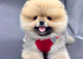 Pomeranian Boo